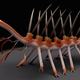 Imagen para el artículo titulado Logran reconstruir el Hallucigenia, un enigma evolutivo durante 106 años